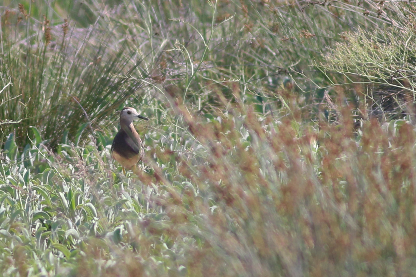 White-tailed Lapwing
